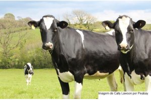 Chuva elevada no inverno trouxe impactos &agrave; produ&ccedil;&atilde;o de leite no RS